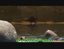 【ark／アーク】策士トリケラトプスに〇され、そして救われるpart2【ゆっくり実況】