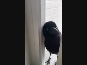 ホモ見る　イケボカラス