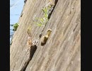 凄すぎるカルガモ親子