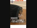 【大泥棒】漆黒のW弾痕（ダブルバレットホール）　#名探偵コナン
