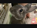 【ウサギ】うさうさざつだん　八月号【琴葉茜】