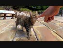 【今週の感動猫動画】今週撮った短い未公開動画まとめて公開-unreleased video of this week-2023/8/5w