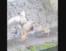 かっこよすぎる子ガモ