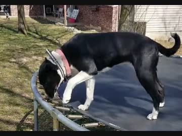 ホモと見る静電気を警戒する犬