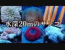 水深20mで生息していたサンゴを紹介!【古宇利島&備瀬】