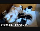 すごく走るようになった子猫たち！母猫来たらすぐ赤ちゃんに戻る姿が可愛い…でも授乳ローリングで子猫たちピンチ！？