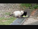 【仔猫】いなくなりました…【野良猫】