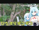 2023年8月31日　農作業日誌P738　お久しぶりの出稼ぎで大きな枝をギコギコしていたよ