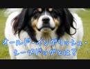 オールド・イングリッシュ・シープドッグとは？