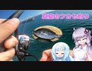 【VOICEROIDフィッシング】暑い日にクールビューティ連れて釣り【フカセ釣り】