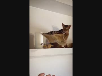 ホモと見るモモンガの滑空に驚愕する猫