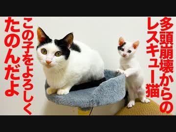 多頭崩壊からの保護猫、子猫を人間に託す