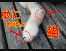 【潰せ(pﾟﾛﾟ)==pﾊﾟｰﾝ】蚊に刺される猫　