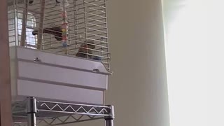 ダースベイダーのテーマを雰囲気で歌うインコ