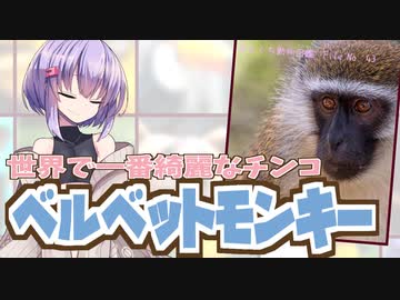 ひとくち動物図鑑　#43　ベルベットモンキー　[VOICEROID解説]