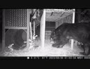 (閲覧注意)変態忍者の、有害鳥獣駆除従事活動記・その２５２
