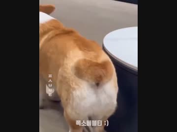 ホモと見る吠えるとけつあなが開く犬