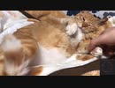 猫の尻尾は揺れ動く