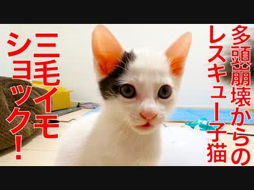 多頭崩壊からの保護子猫、三毛イモに衝撃を受ける