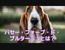 バセー・フォーブ・ド・ブルターニュとは？