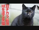 目ヂカラ最強の黒猫、人と猫の縁を運ぶ