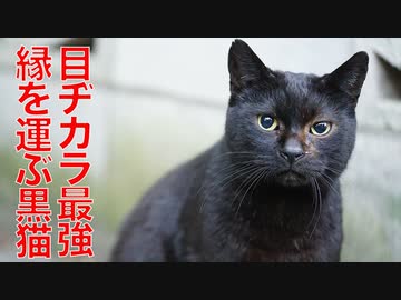 目ヂカラ最強の黒猫、人と猫の縁を運ぶ