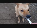 メイリオとプレゼントのガム