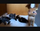 押入れ拡張を見守る子猫たち。わくわくする叔母猫。怒る母猫。