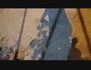シケキノコ 2023/9/6(水) 18:39開始 ＾＾ﾔﾂﾗから理不尽に嫌がらせを受け続ける栄養不足の日雇い空腹ホームレス‥‥‥犯罪を平然と行うﾔﾂﾗを捕まえるにはどうしたらいいか会議(貧困スライム
