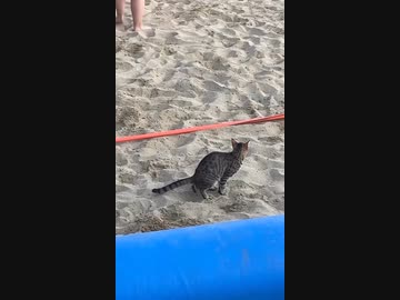 ホモと見る試合中やぞ