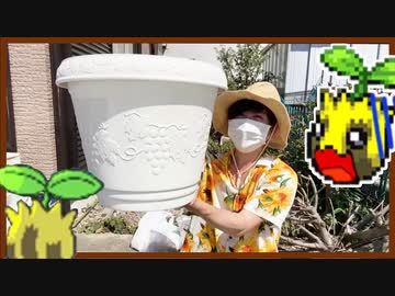 【実況】ヒマナッツがひん死になったら現実で向日葵を育てる縛り（BW版・Part⑧）