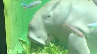 【鳥羽水族館】ジュゴンがレタスをもしゃもしゃするだけ