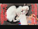多頭崩壊からの保護猫たち、ひとときの幸せ猫団子
