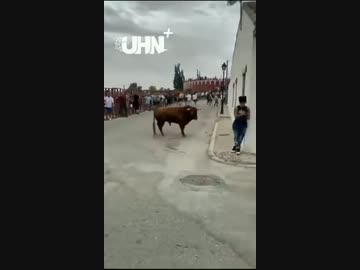 ホモと見る転んだ牛に八つ当たりされる少年