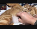 虎猫の艶やかな肉球
