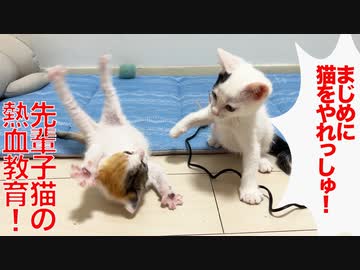 先輩子猫、三毛イモ子猫を鉄拳教育する
