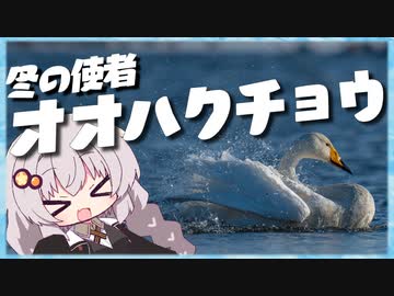 冬の使者オオハクチョウ 美しき翼に魅せられて＃６【野鳥観察】