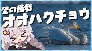 冬の使者オオハクチョウ 美しき翼に魅せられて＃６【野鳥観察】