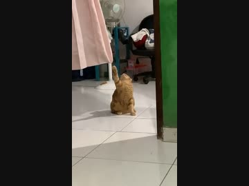 ホモと見るナチス猫