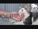 ココキャン 第177話『猫の楽園！爆釣目指して青島へ』