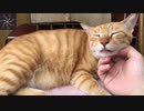 頭が落ちそうになる猫