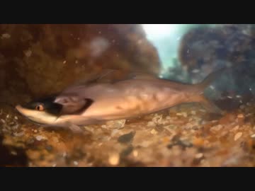 AIに拓也県の淡水魚について紹介してもらう