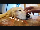 【第177回】小麦の脱穀②とがっしりと瓶かえと唐揚げ？