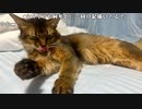 【あかねこ】ねるまえわく。2023年9月7日