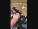 世界最強拳銃弾「.500Bushwhacker」をライフルで撃つ動画