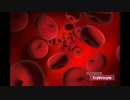 Erythrocyte / ARHiA Note