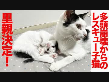 多頭崩壊からの保護子猫、巣立ちが決定する