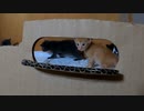 押入れが広くなって再び歩く練習を始める子猫たち。のぞき穴も完成！