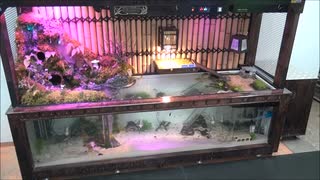 自作　和風水槽Ⅱ　アクアリウム　Aquarium