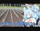 2023年9月11日　農作業日誌P749　昨日ネギの畑を耕したからネギの土寄せもやっておく